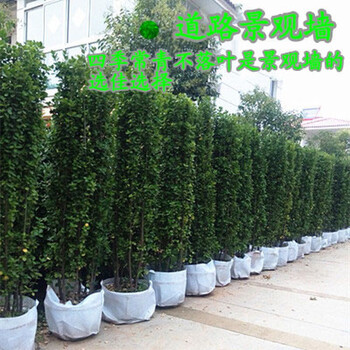 绿色渲染四季常青万年青耐寒绿篱笆围墙植物法国直立冬青黄杨树苗别墅庭院绿化苗木 精品北海道 1 5m左右 一批12棵 图片价格品牌报价 京东 绿色渲染四季常青万年青耐寒绿篱笆围墙植物法国直立冬青黄杨树苗别墅庭院绿化苗木 精品北海道 1 5m左右 一批12棵 图片价格品牌报价 京东