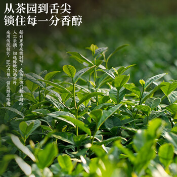 东方大师茶叶 普洱茶云南古树普洱生茶冰岛普洱散茶生普大分量袋装500g