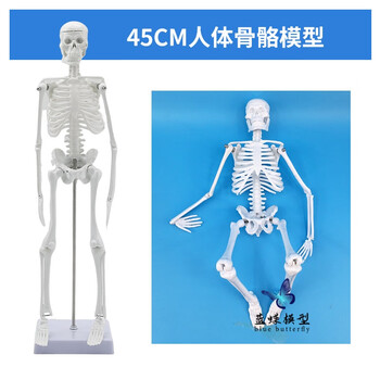 脊柱模型品牌及商品- 京东