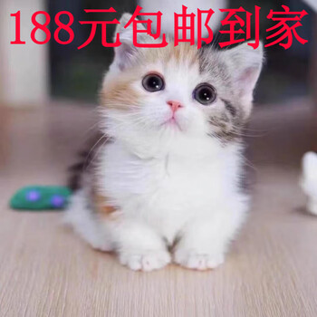 田园猫价格报价行情- 京东