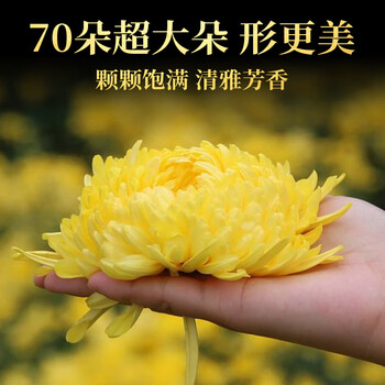 贡苑【超大朵9cm】菊花茶金丝皇菊胎菊黄山特一朵一壶级金银花茶叶28g