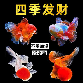 红狮子- 京东
