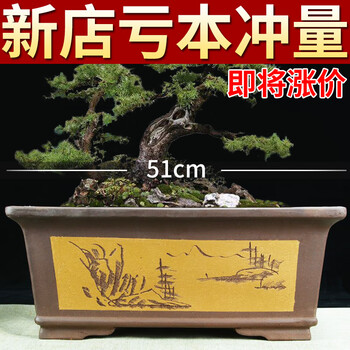 宜兴兰花紫砂盆型号规格- 京东
