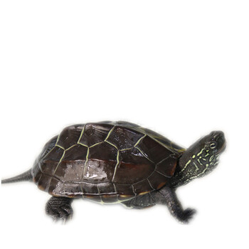 黑金草龟 墨龟 限量版金钱龟 活体乌龟 宠物龟 黑色 寸金 100克 一对