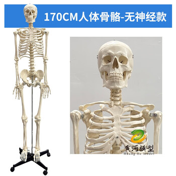 人骨模型　骨格模型　170cm 脊柱模型　70cm 国際規格認証品】等身大 人体模型 170cm 神経根有り 全身骨格模型 骨格