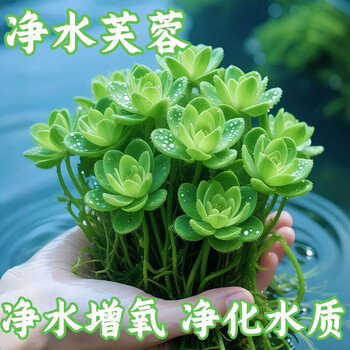 水芙蓉 水芙蓉植物品牌及商品- 京东