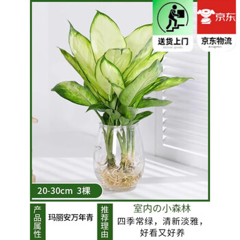 植物万年青图片- 京东