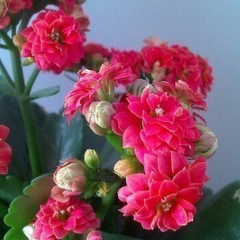 长寿花花苗盆栽植物长寿花重瓣苗盆栽年宵花卉绿植多肉yl#08 7号丹尼