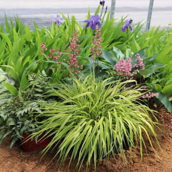 虹越 日本观赏草植物庭院花叶箱根草130 盆栽苗造景搭配花叶箱根草光环 图片价格品牌报价 京东