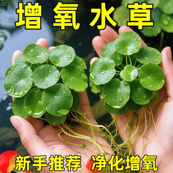 水芙蓉植物品牌及商品- 京东
