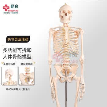 人体骨架模型- 京东
