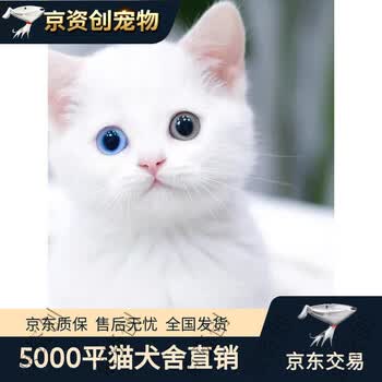 纯白猫图片- 京东