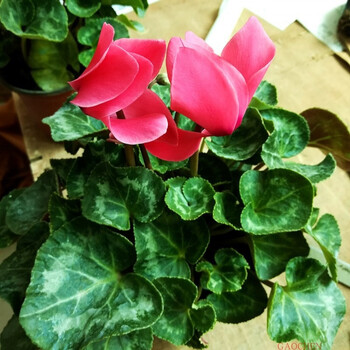 室内花卉绿植盆栽仙客来兔子花花苗兔耳花盆栽仙客来玫红大花 带花 不含盆 图片价格品牌报价 京东