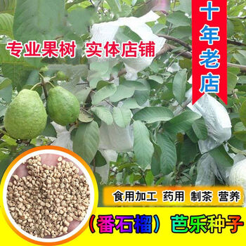 番石榴种子型号规格- 京东