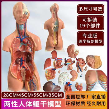 人体解剖模型价格报价行情- 京东