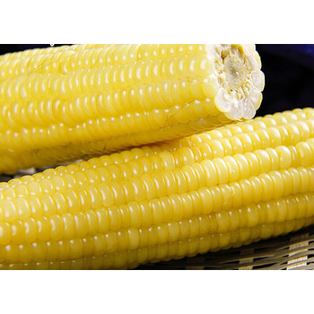 白糯玉米熟东北粘苞米200g新鲜营养黏玉米棒子