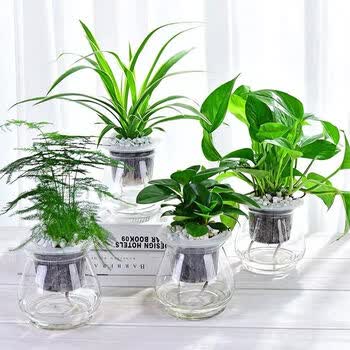 水培花卉盆栽办公室水培绿植花卉盆栽玻璃花盆办公室推荐b 4盆 含盆栽好 图片价格品牌报价 京东