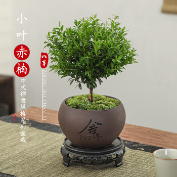 盆栽植物蓝色花- 京东