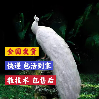 白孔雀- 京东