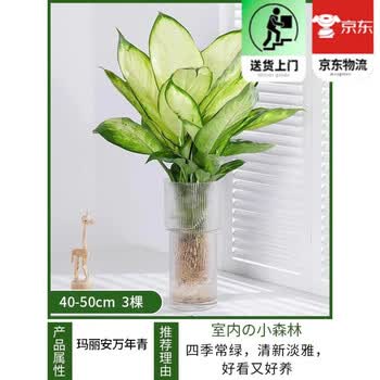 植物万年青图片- 京东