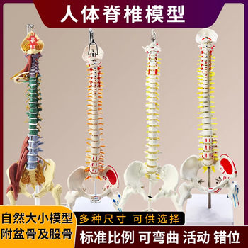人体脊椎模型品牌及商品- 京东