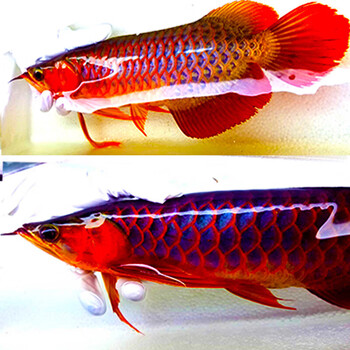 印尼练手红龙鱼苗赤血超血辣椒龙鱼红金龙鱼活鱼活体观赏鱼大型鱼印尼