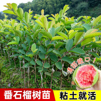 台湾グアバ取木苗木　改良品種　番石榴 芭乐　バンシル 台湾グアバ取木苗木 改良品種 番石榴 芭乐 バンシル