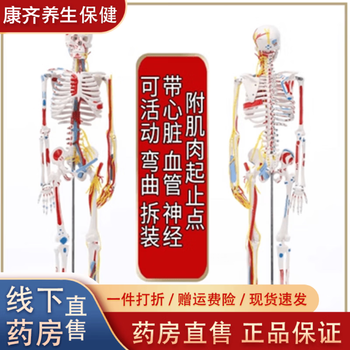人体骨骼模型170品牌及商品- 京东