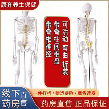 人体骨骼模型170cm品牌及商品- 京东