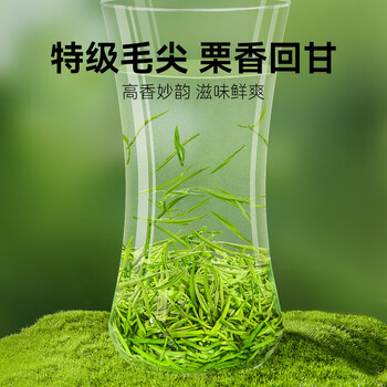 贡苑特级毛尖茶叶250g新茶明前嫩芽正宗栗香信阳口感自己喝