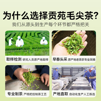 贡苑特级毛尖茶叶250g新茶明前嫩芽正宗栗香信阳口感自己喝