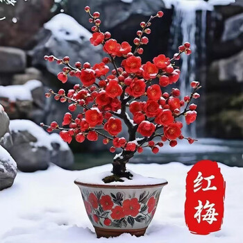 红梅种子价格报价行情- 京东