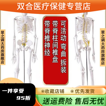 人骨模型　骨格模型　170cm 脊柱模型　70cm GX真人大小骨架模型医用骨骼教学模型170cm人体骨骼模型可弯曲脊柱大