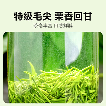 贡苑特级毛尖茶叶250g新茶明前嫩芽正宗栗香信阳口感自己喝