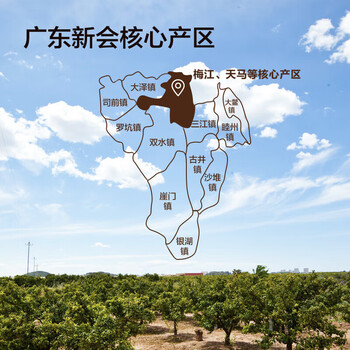 同仁堂（TRT）新会老陈皮广东原产正宗十陈化陈皮干块足年大红皮养生茶105g/罐