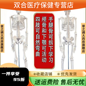 人体骨骼模型170cm品牌及商品- 京东