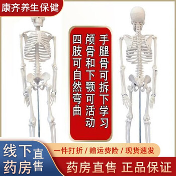 人体骨骼模型170品牌及商品- 京东