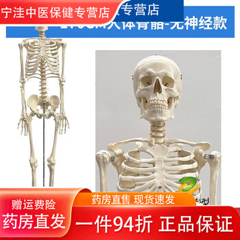 人体骨骼模型170cm品牌及商品- 京东