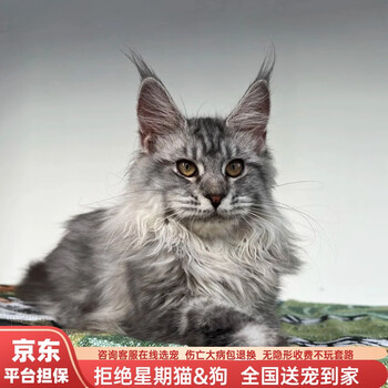 虎猫- 京东