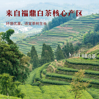 八马茶业 福鼎白茶240g  紫金白兰 3年窑藏老白茶 高端礼品【3年寿眉】