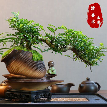 悬崖盆景品牌及商品- 京东