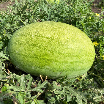 长耕特大新红宝西瓜种子巨型瓜农家菜园大棚春季四季高产水果蔬菜种孑