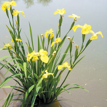 室外池塘水边河边水生绿化植花卉草根类黄菖蒲鸢尾再力花水培植物 浅