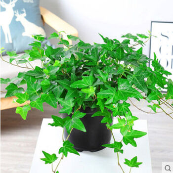 金边常春藤盆栽水培花卉植物室内垂吊兰绿植好养常青长青藤吸甲醇
