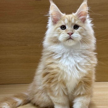 虎猫价格报价行情- 京东