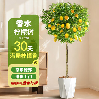 柠檬树价格报价行情- 京东