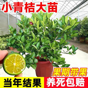 柠檬树种植品牌及商品- 京东