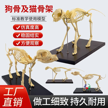 动物骨骼模型型号规格- 京东