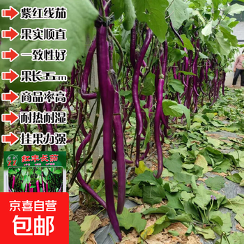 新茄瓜价格报价行情- 京东