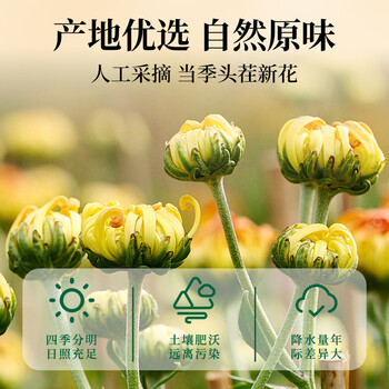 福茗源花草茶 桐乡胎菊花 菊花茶 优选特级品质白菊花蕾花茶叶袋装250g